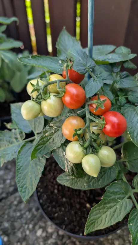 Tomaten: Evita (Micro Dwarf)