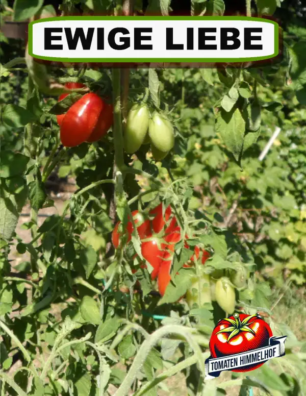 Tomaten: Ewige Liebe