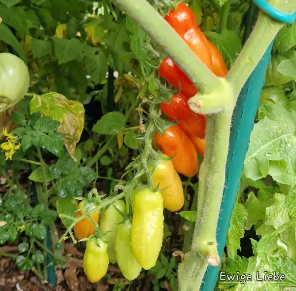 Tomaten: Ewige Liebe