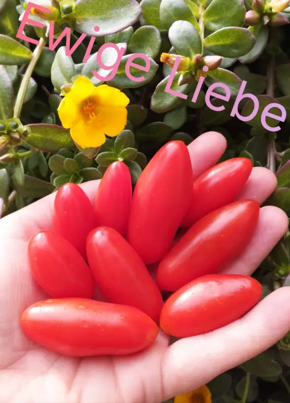 Tomaten: Ewige Liebe