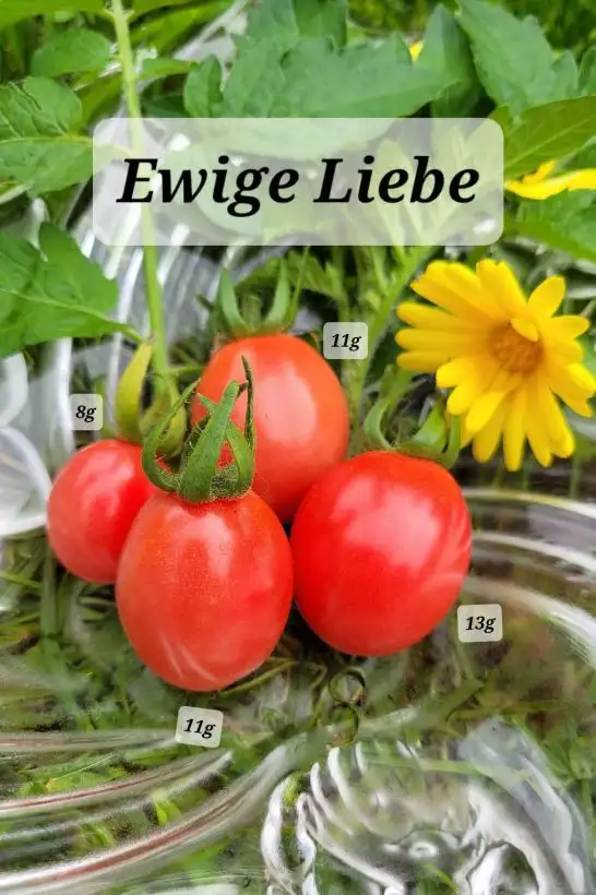 Tomaten: Ewige Liebe