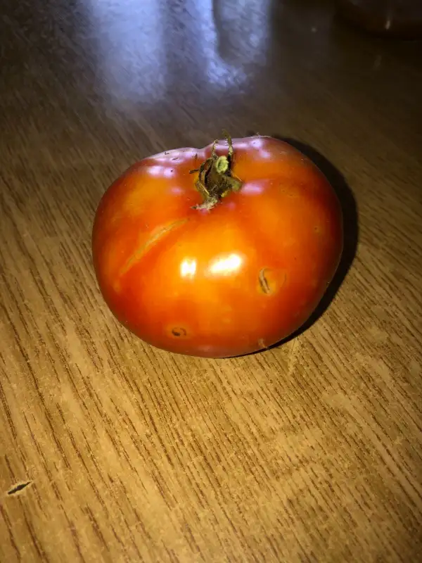 Tomaten: Explosion