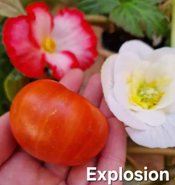 Tomaten: Explosion