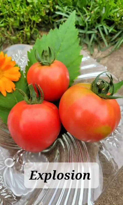 Tomaten: Explosion