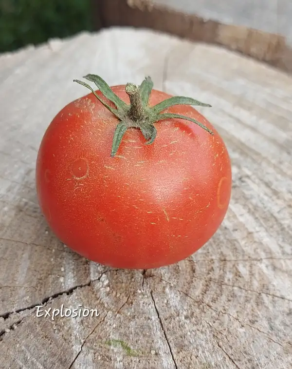 Tomaten: Explosion Early Dwarf