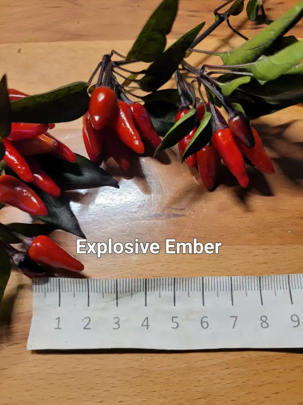 Chili / Paprika: Explosiv Ember	Schärfe:	5-6	Höhe:	40cm