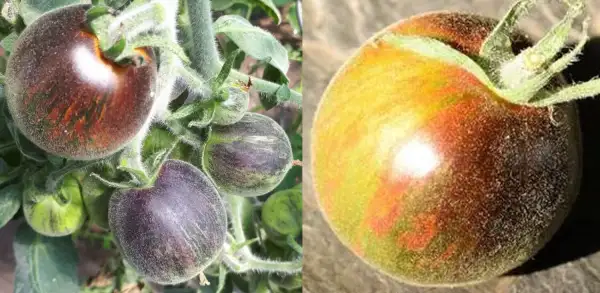 Tomaten: Extravagant Rouffiange