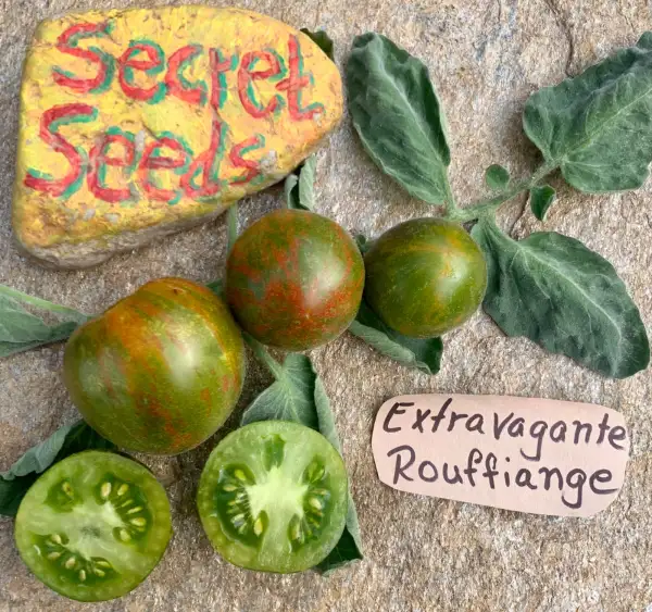 Tomaten: Extravagante Rouffiange