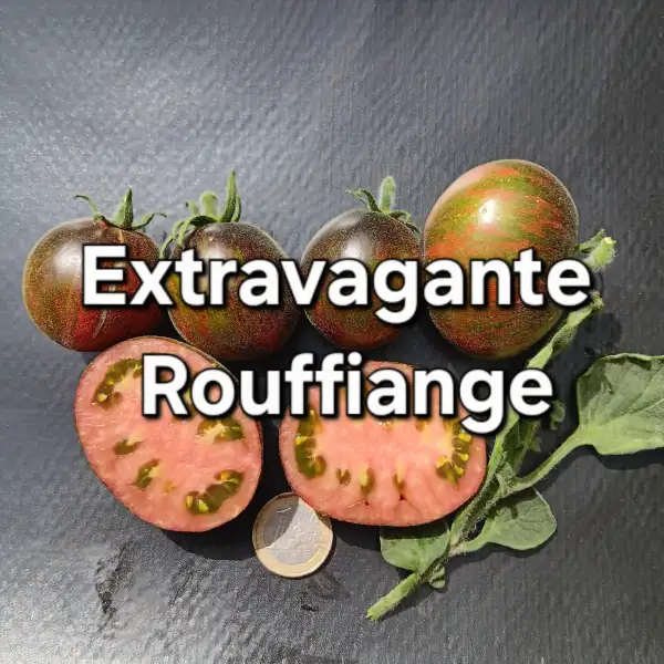 Tomaten: Extravagante Rouffiange