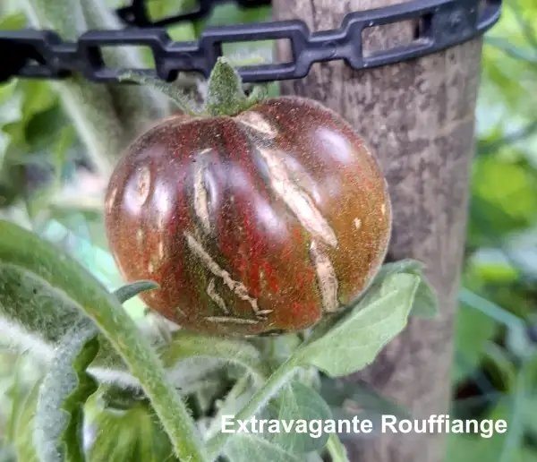 Tomaten: Extravagante Rouffiange