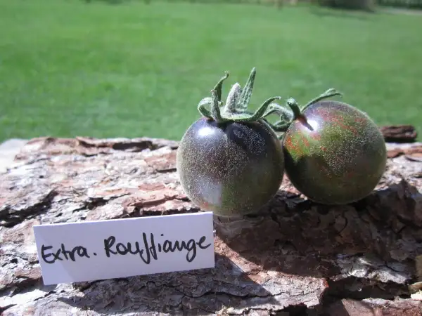 Tomaten: Extravagante Rouffiange