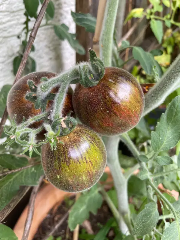 Tomaten: Extravagante Rouffiange