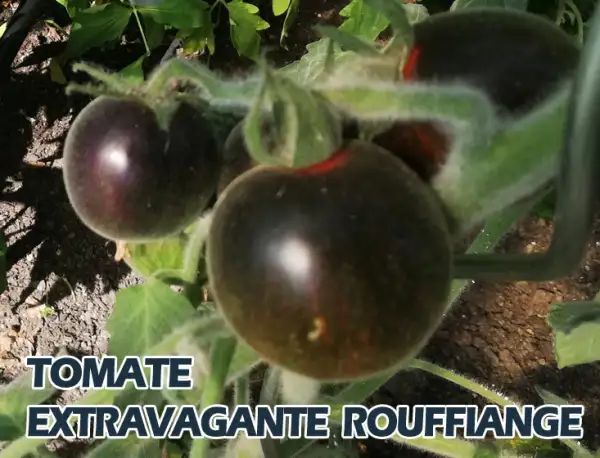 Tomaten: Extravagante Rouffiange