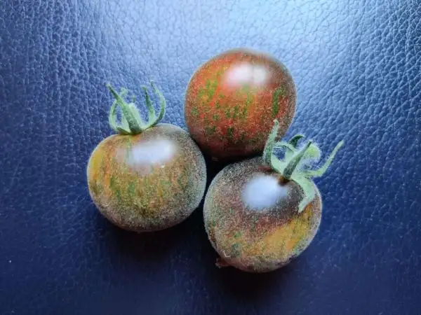 Tomaten: Extravagante Rouffiange