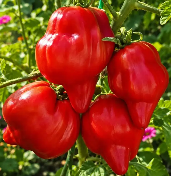 Tomaten: Extreme