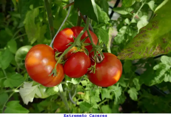 Tomaten: Extremeño Caceres