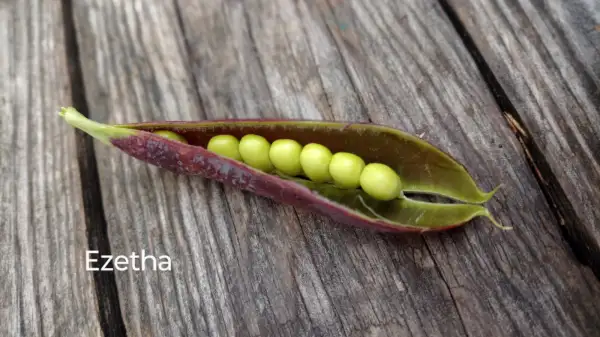 andere Gemüse: Ezetha (Kapuzienererbse)