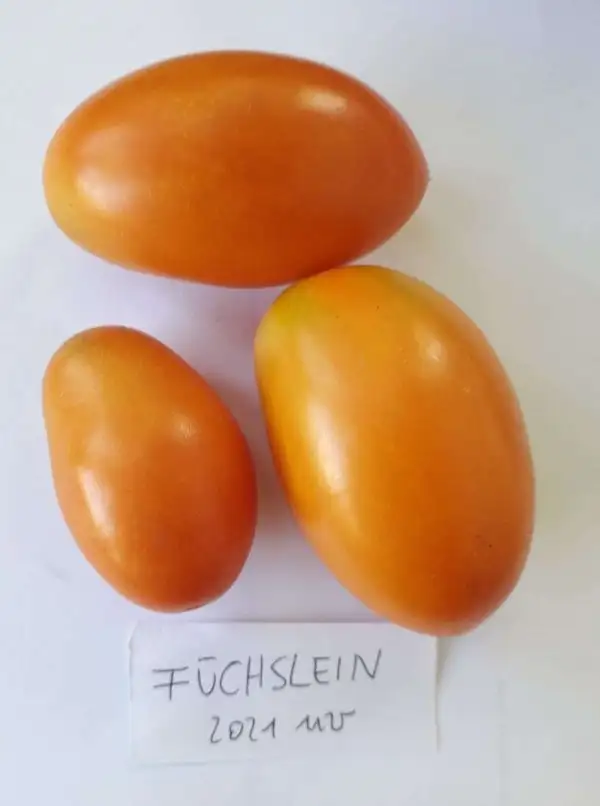 Tomaten: Füchslein