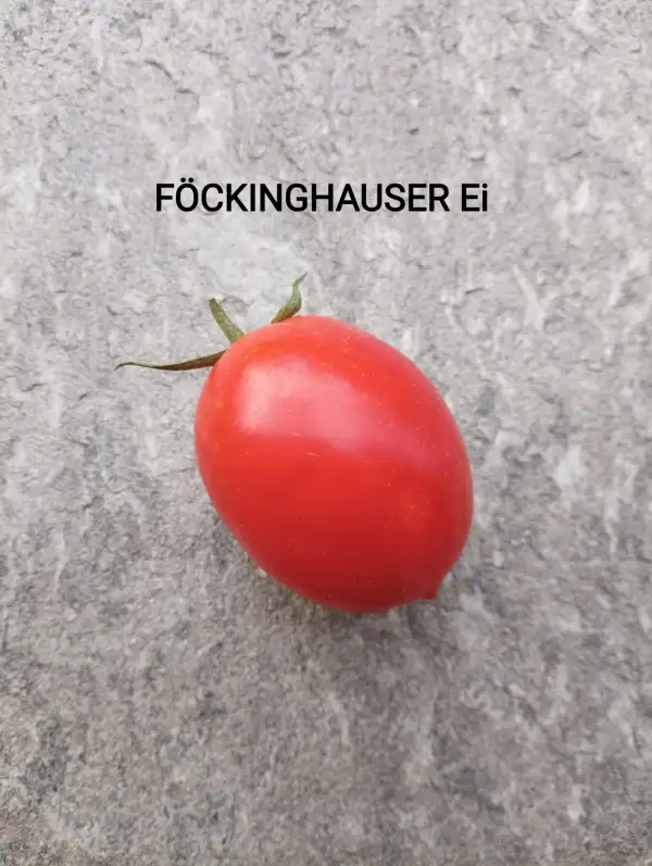 Tomaten: Föckinghauser Ei