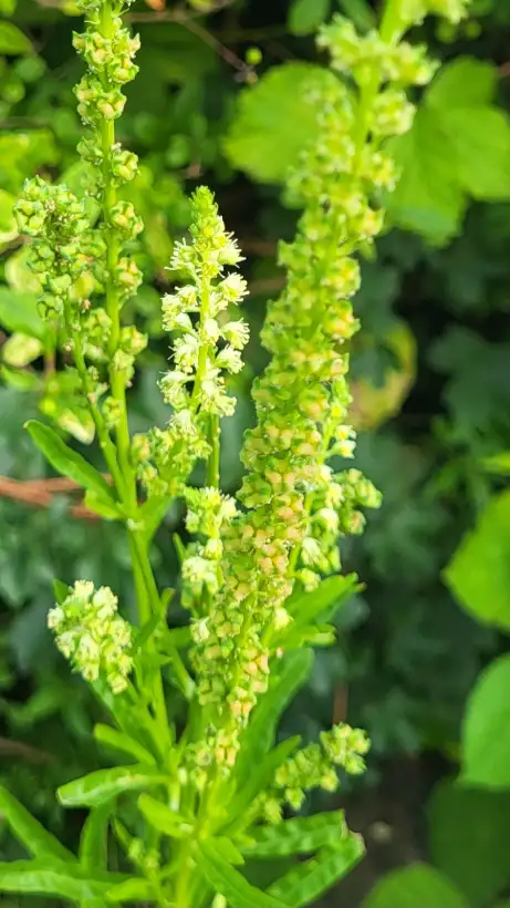 Blumen: Färber-Wau (Reseda luteola), Resede