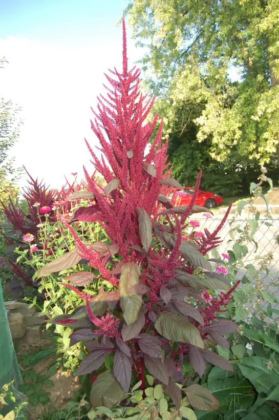 andere Gemüse: Färberamarant roter Fuchsschwanz