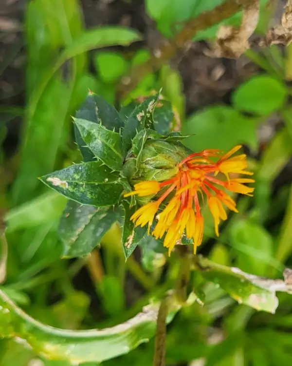 Blumen: Färberdistel (Carthamus tinctorius), Saflor, Öldistel