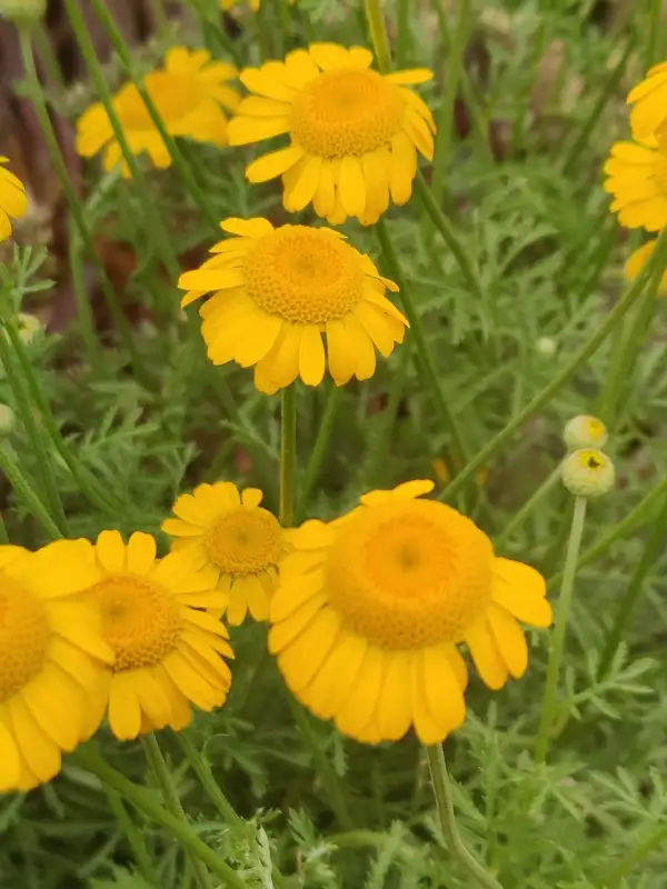 Blumen: Färberkamille