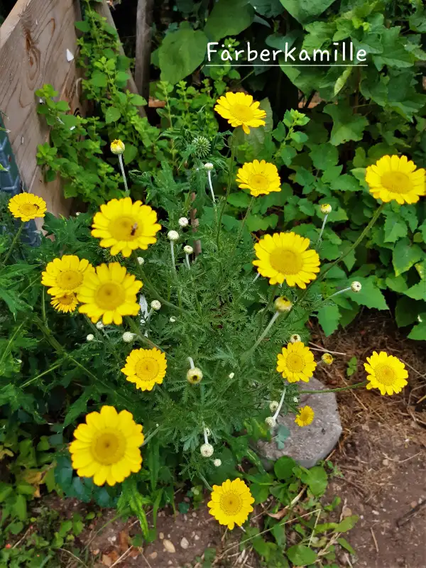 Blumen: Färberkamille (Wildform), anthemis tinctoria