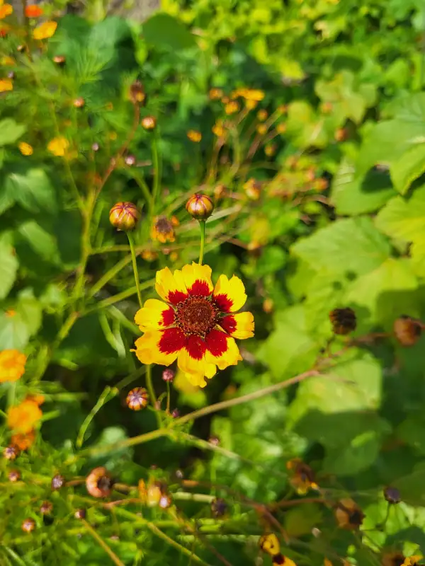 Blumen: Färbermädchenauge (Coreopsis tinctoria)