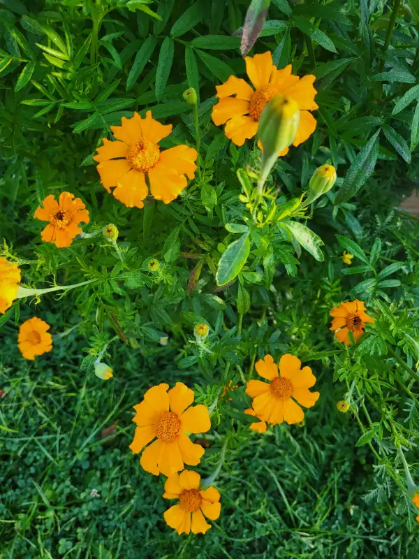 Blumen: Färbertagetes - tagetes tinctoria