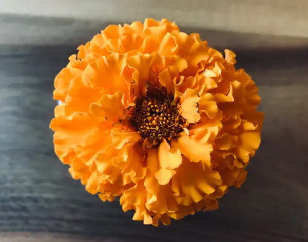 Blumen: Färbertagetes