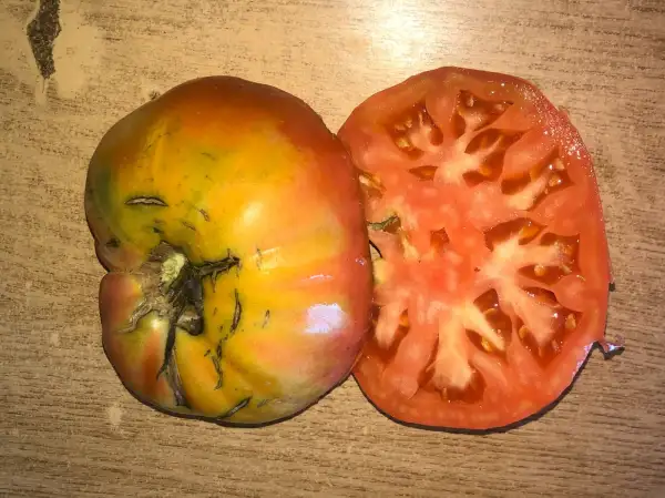 Tomaten: Fabian de Almacellas