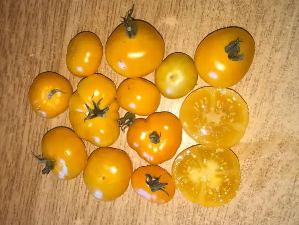 Tomaten: Fablonelystnyj