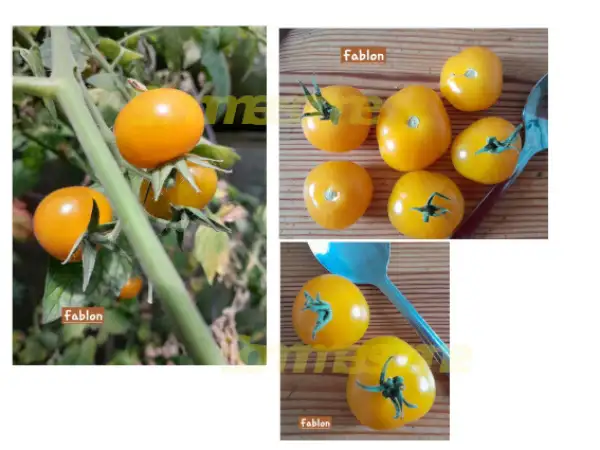 Tomaten: Fablonelystyni