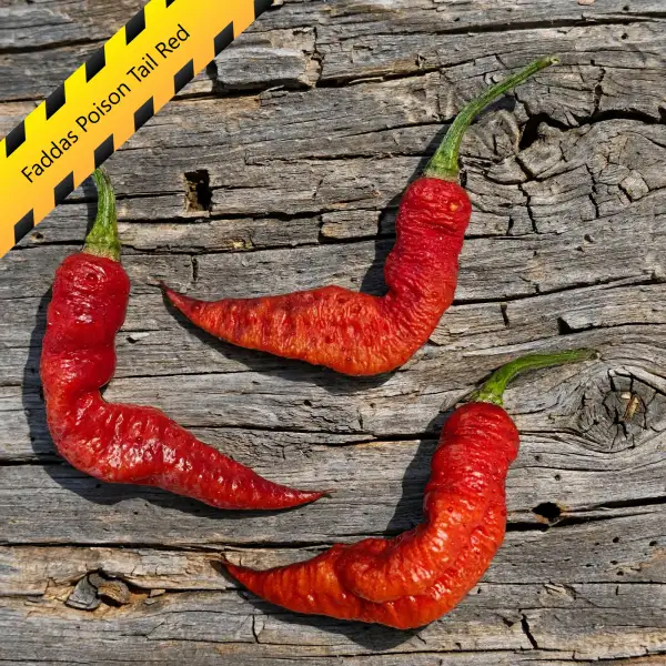 Chili: Faddas Poison Tail Red