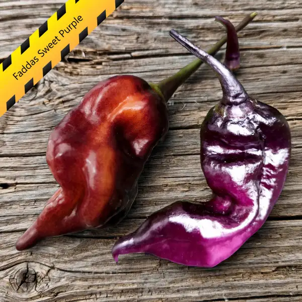 Chili: Faddas Sweet Purple