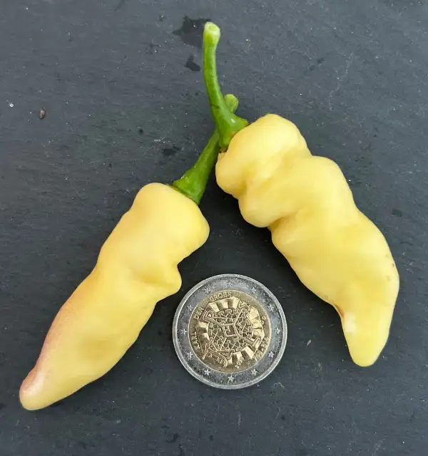 Chili / Paprika: Faddas White Strain