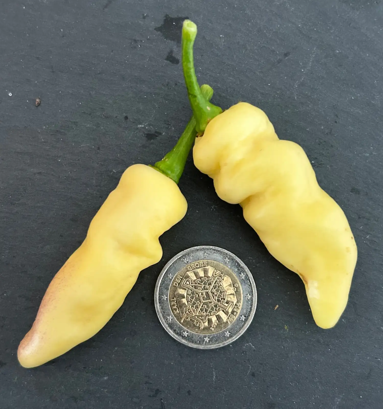 Chili / Paprika: Faddas White Strain