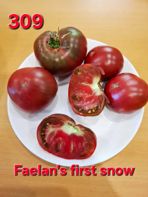 Tomaten: Faelan
