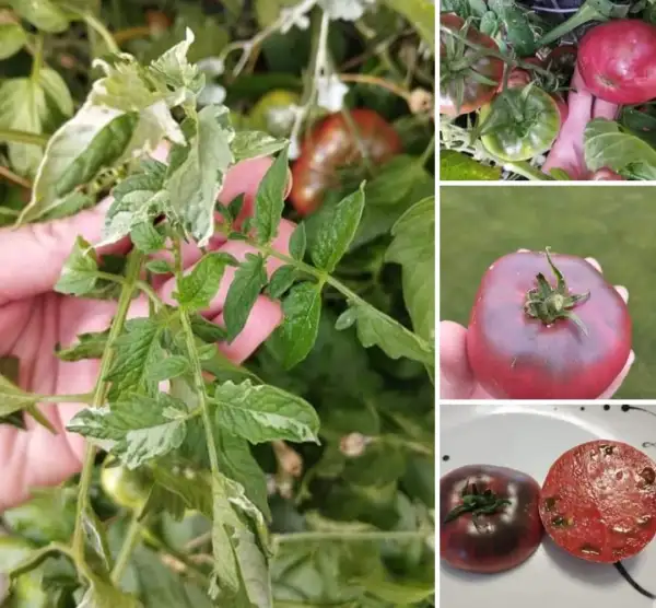 Tomaten: Faelans First Snow