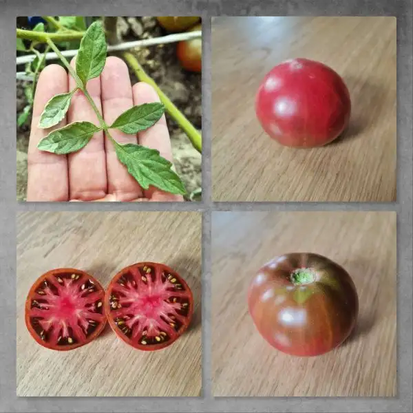 Tomaten: Faelen