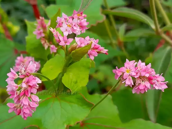 Blumen: Fagopyrum esculentum 