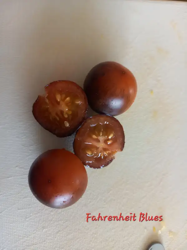 Tomaten: Fahrenheit Blue