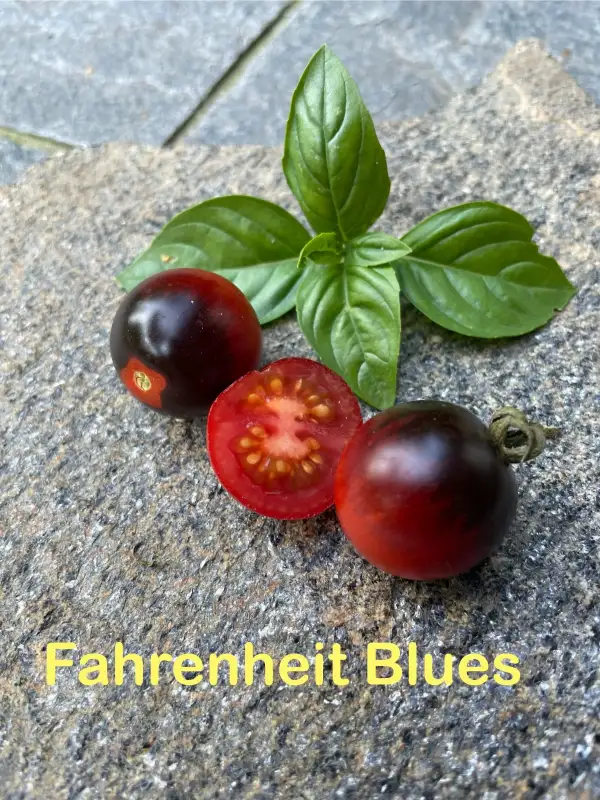 Tomaten: Fahrenheit Blues