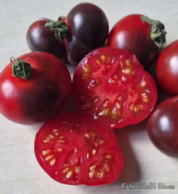 Tomaten: Fahrenheit Blues