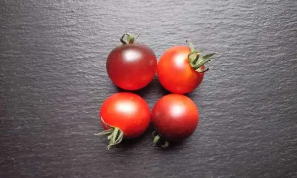 Tomaten: Fahrenheit Blues