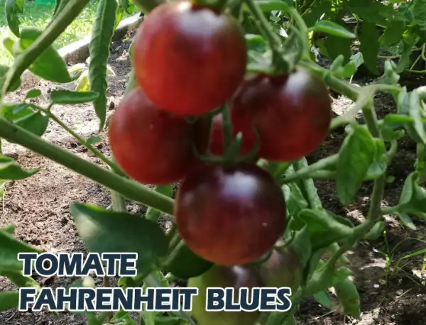 Tomaten: Fahrenheit Blues