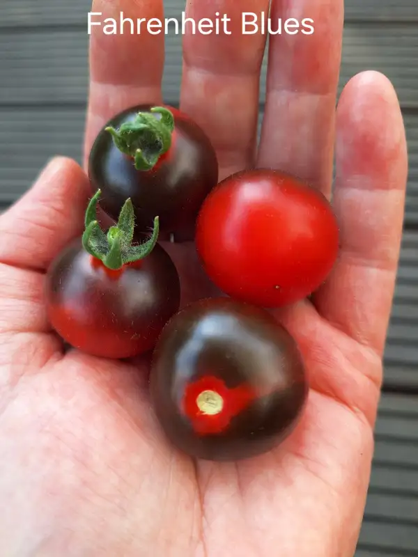 Tomaten: Fahrenheit Blues