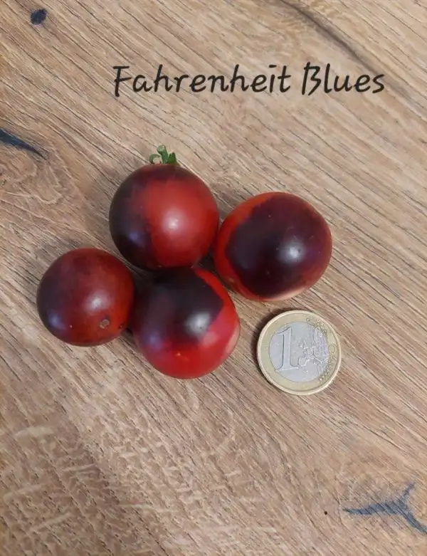 Tomaten: Fahrenheit Blues