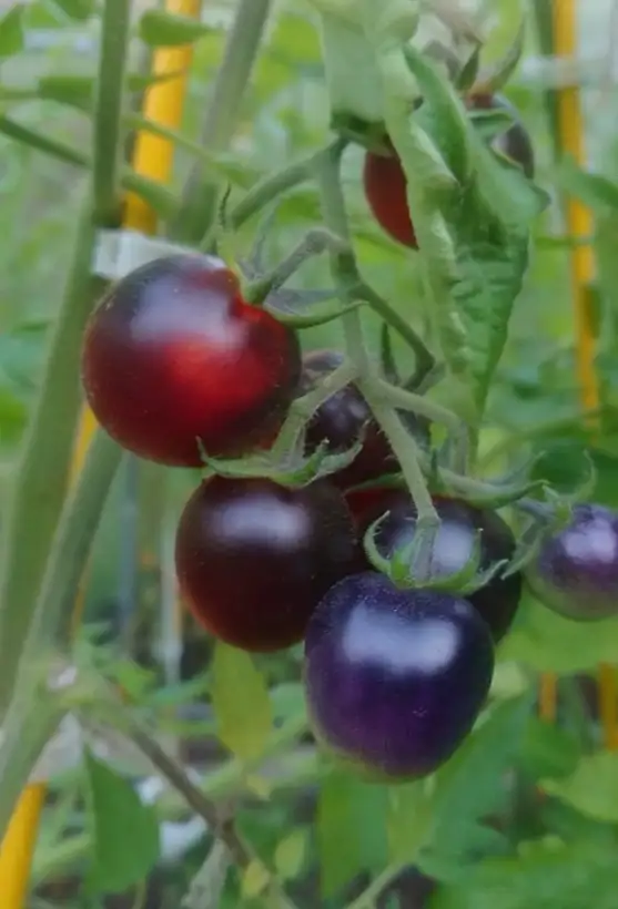 Tomaten: Fahrenheit Blues